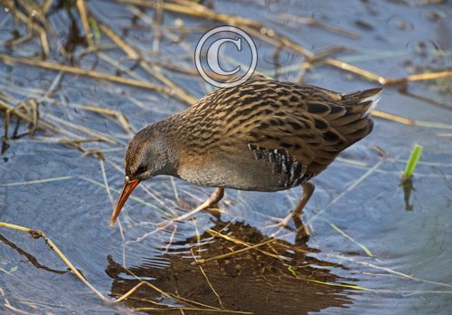 Water Rail.